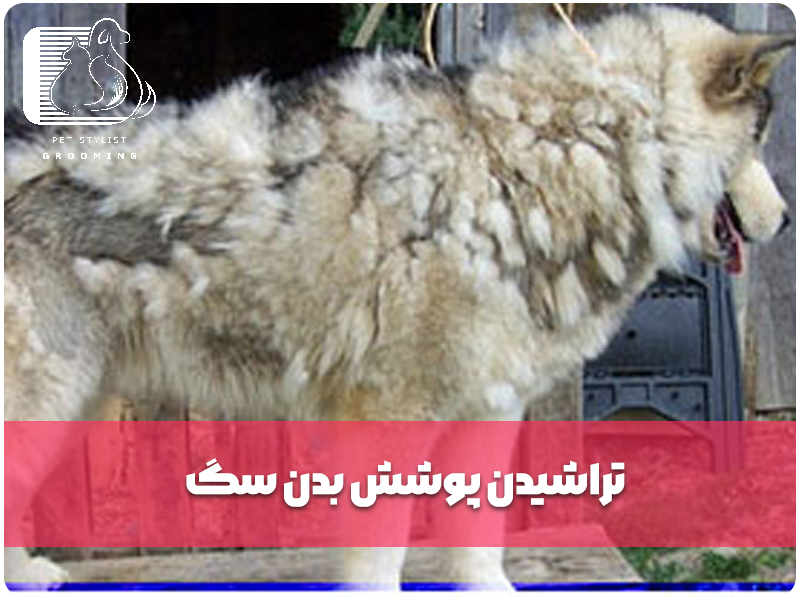 تراشیدن پوشش بدن سگ